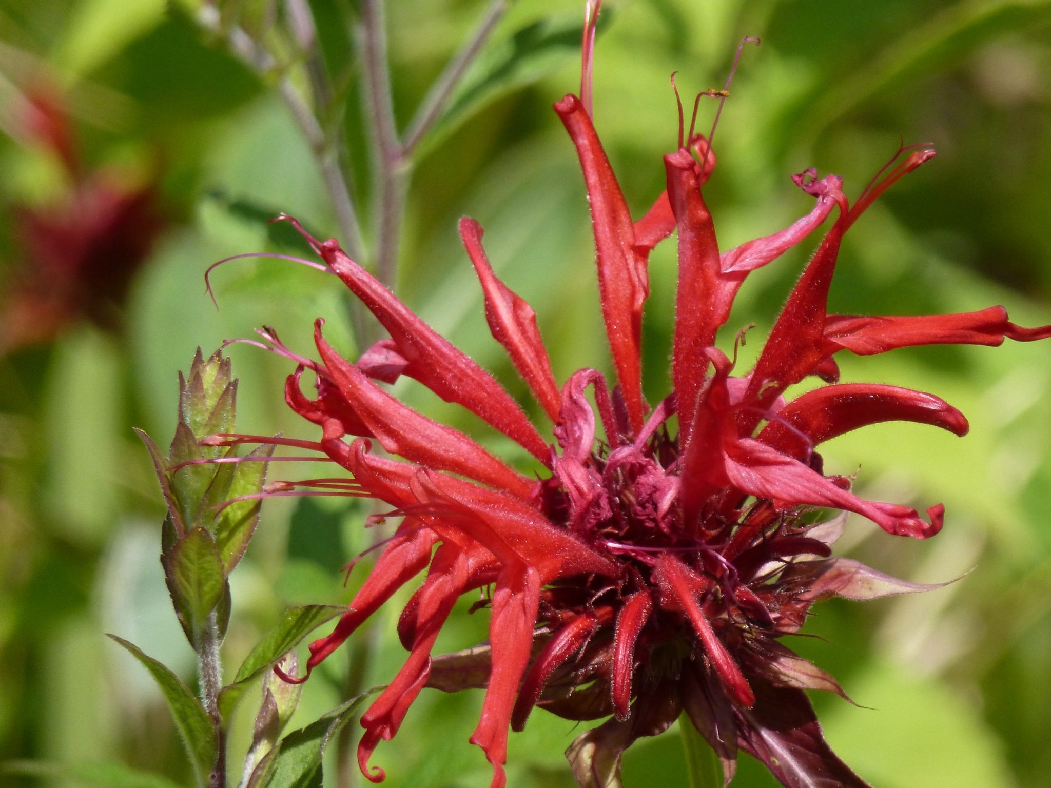 Bee balma perennial flower that adds fireworks to your Bee balma perennial flower that adds fireworks to your