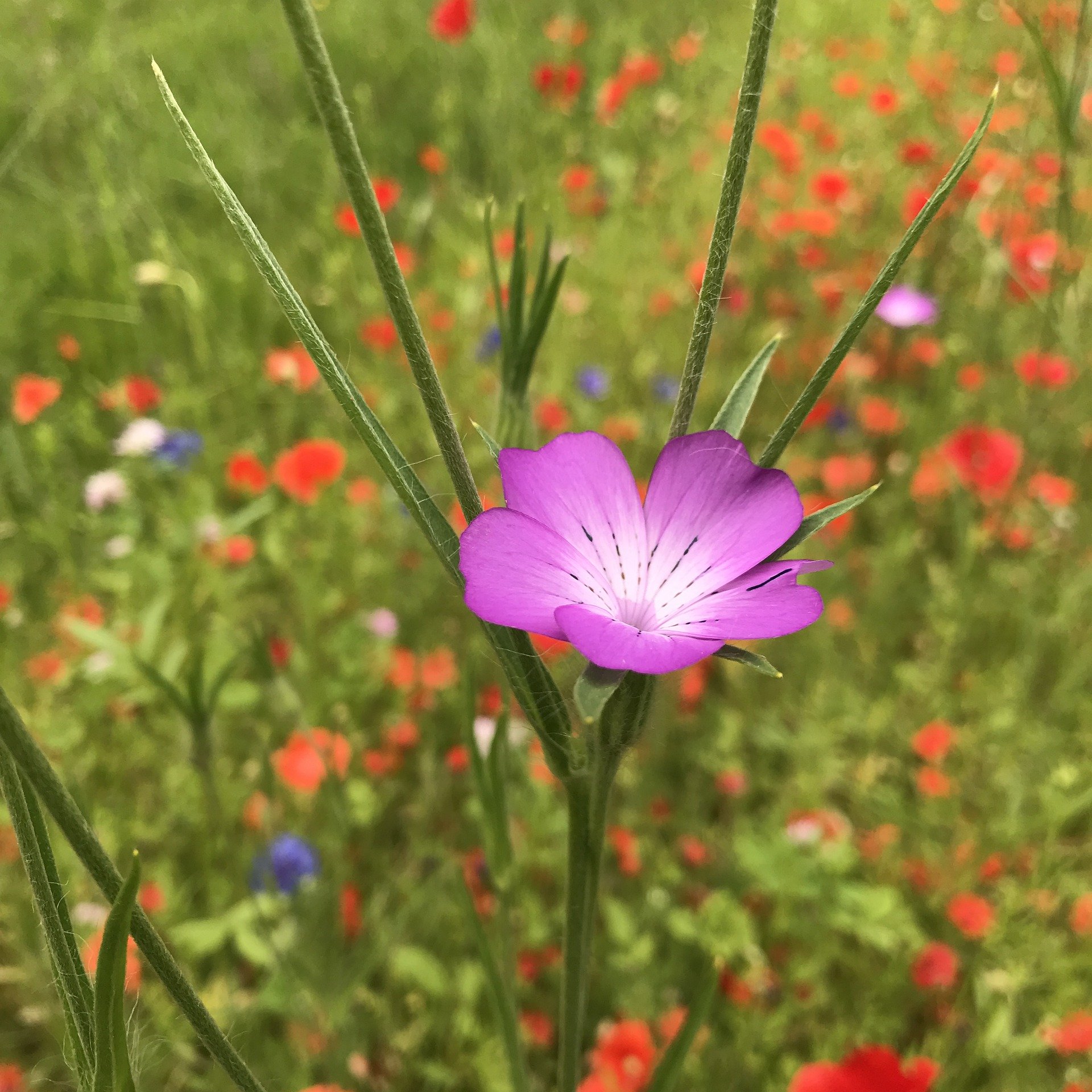 Captivating Agrostemma Scene in 4K Captivating Agrostemma Scene in 4K