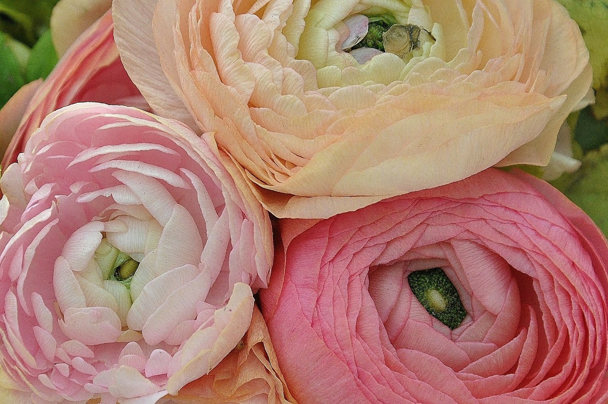 Flower Rancunculus How to Grow Ranunculus Flowers in Your Garden