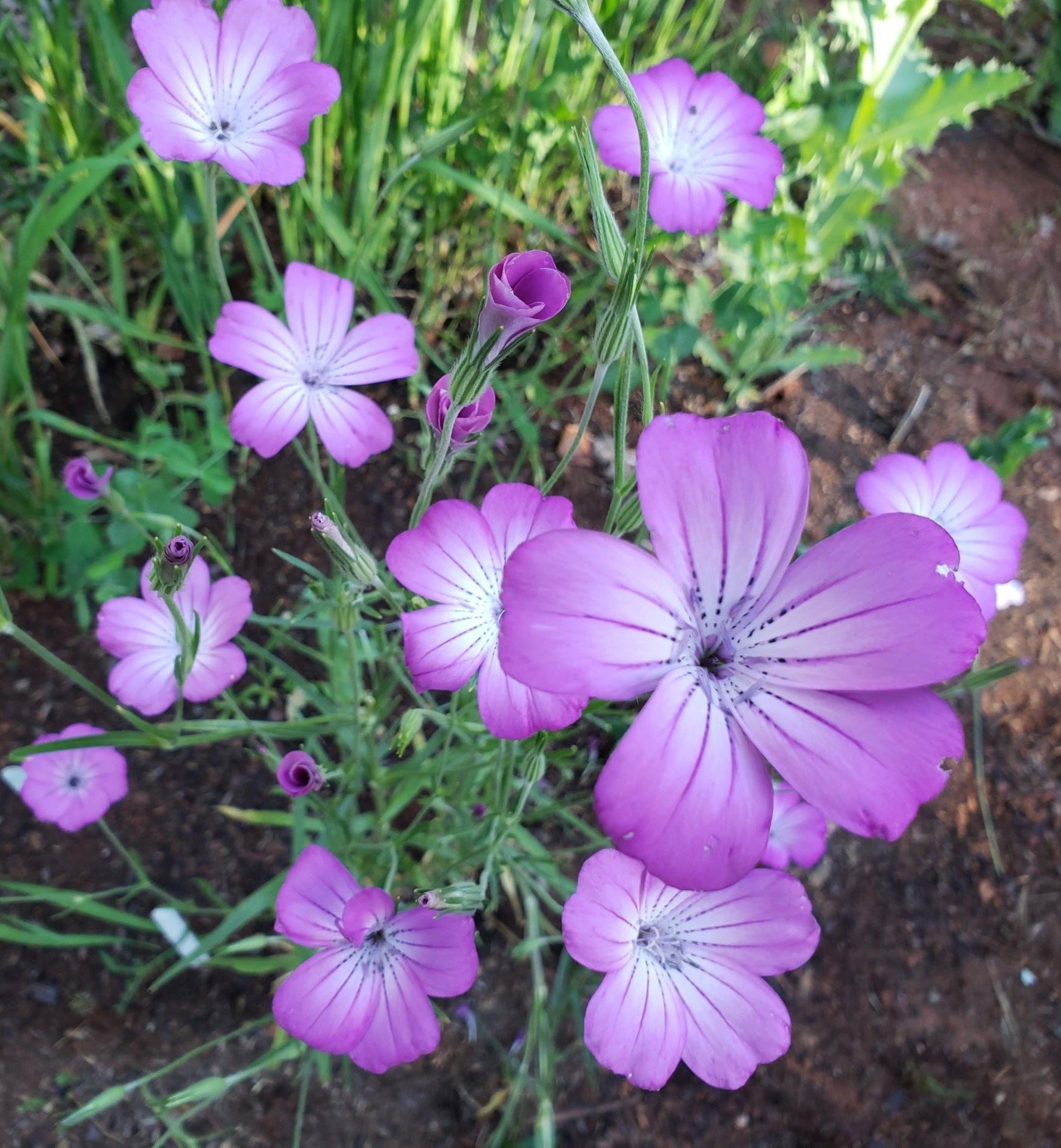 Vibrant Agrostemma Capture for Desktop Vibrant Agrostemma Capture for Desktop